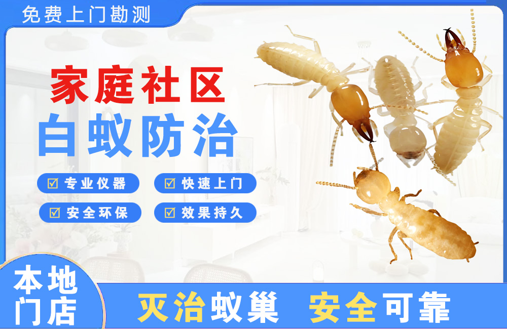 广东家庭社区白蚁防治