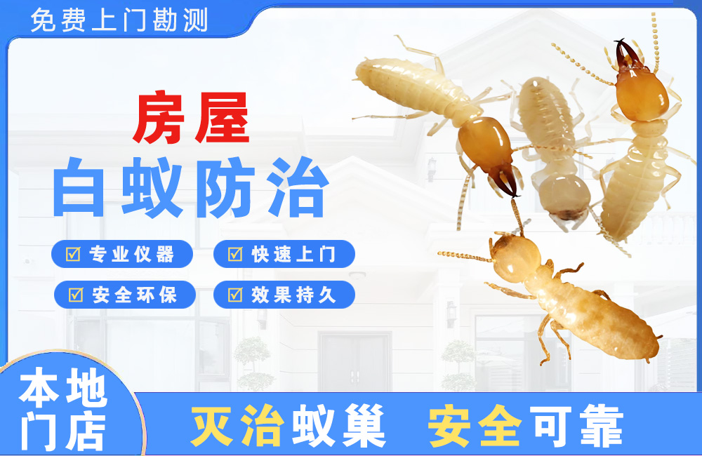 广东房屋白蚁防治